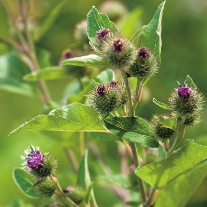 Picture of Herb Greater Burdock (Arctium Lappa)